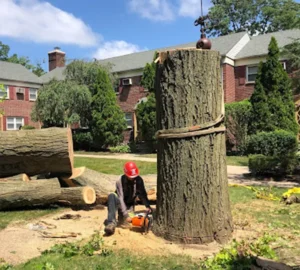 Tree Disposal