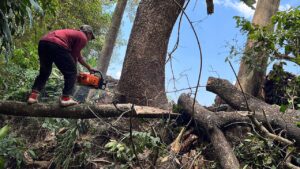Cut Down Trees