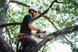 How Long Does a Storm Tree Removal Process Usually Take?